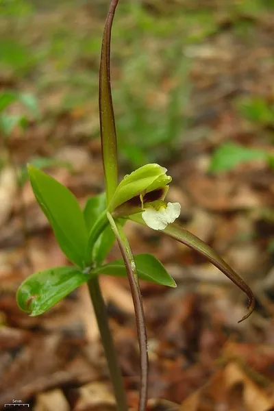Isotria verticillata — floraison