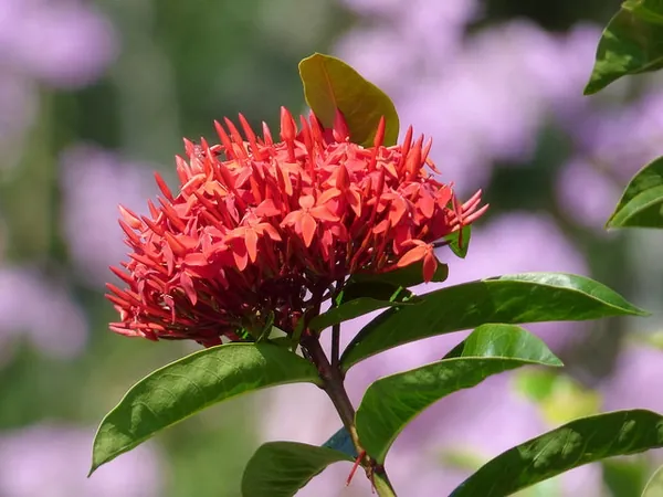 Ixora coccinea — photographie botanique
