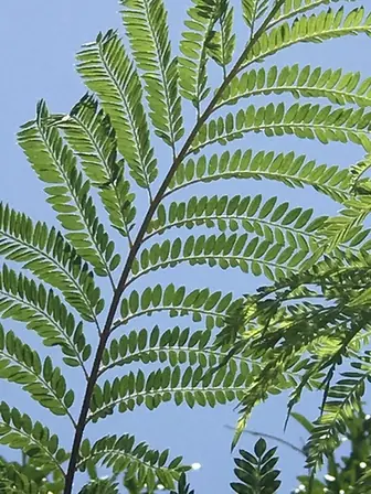 Jacaranda mimosifolia — feuillage