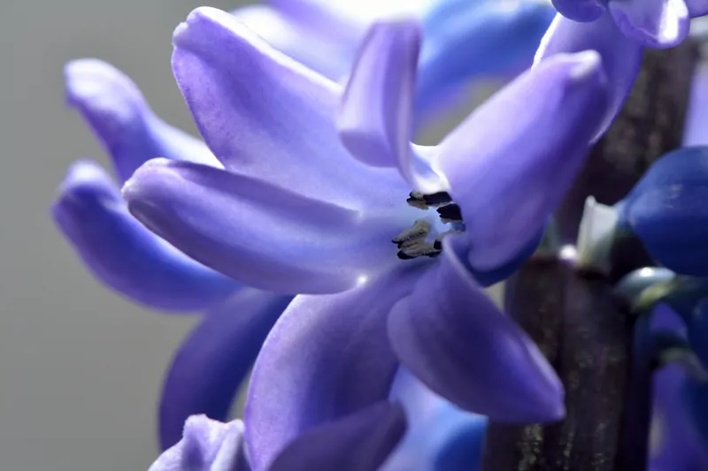 Jacinthe — Hyacinthus orientalis