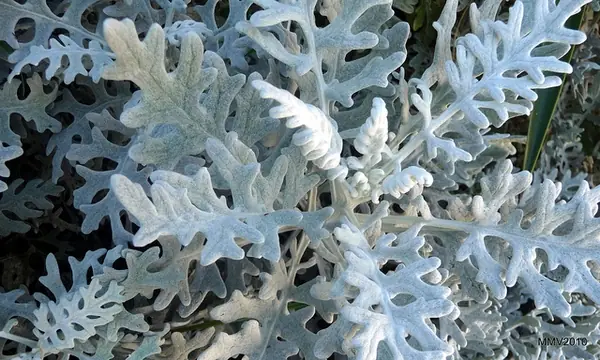 Jacobaea maritima — photographie botanique