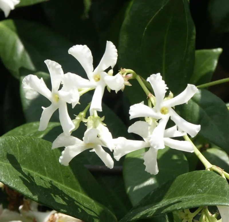 Jasmin étoilé — Trachelospermum jasminoides