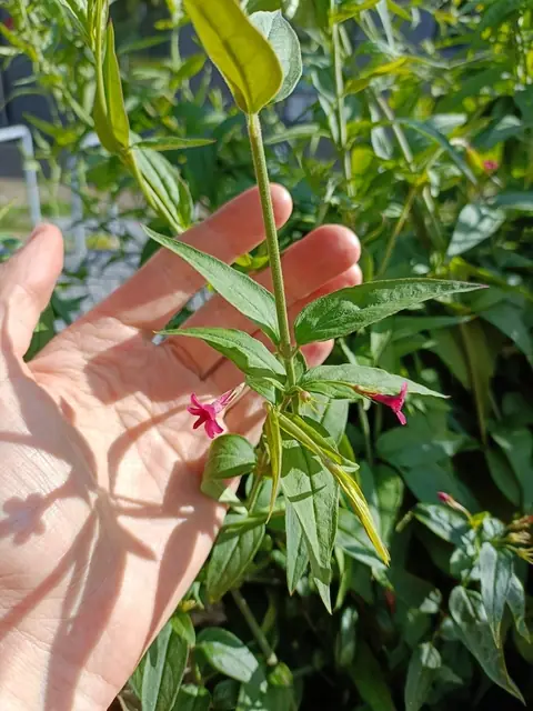 Jasminum beesianum — floraison