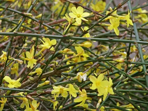 Jasminum nudiflorum — photographie botanique