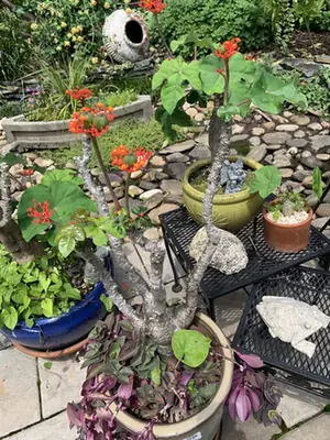 Jatropha podagrica — port de la plante