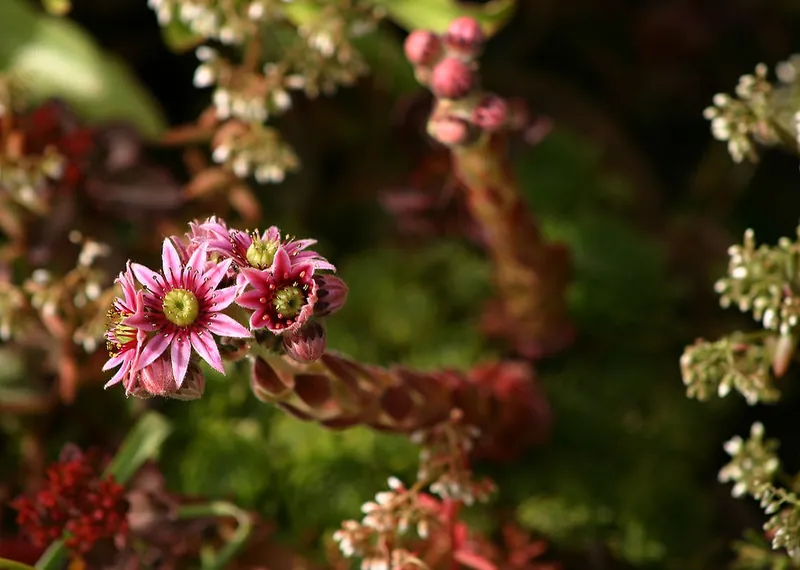 Joubarbe — Sempervivum tectorum