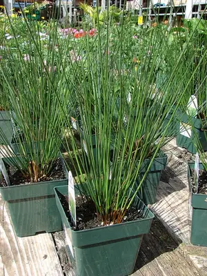 Juncus effusus — photographie botanique