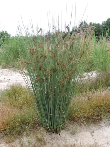 Juncus inflexus — port de la plante