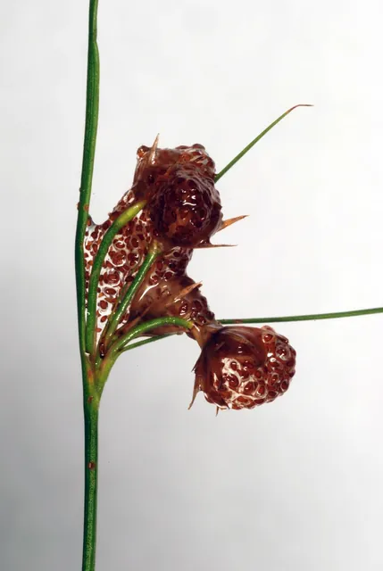 Juncus tenuis — photographie botanique