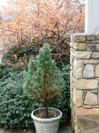 Juniperus chinensis — port de la plante