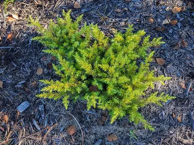 Juniperus conferta — photographie botanique