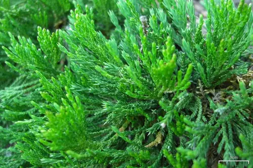 Juniperus horizontalis — port de la plante