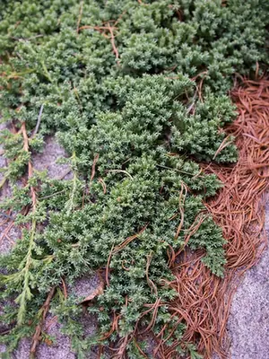 Juniperus procumbens — photographie botanique