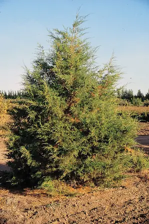 Juniperus scopulorum — port de la plante