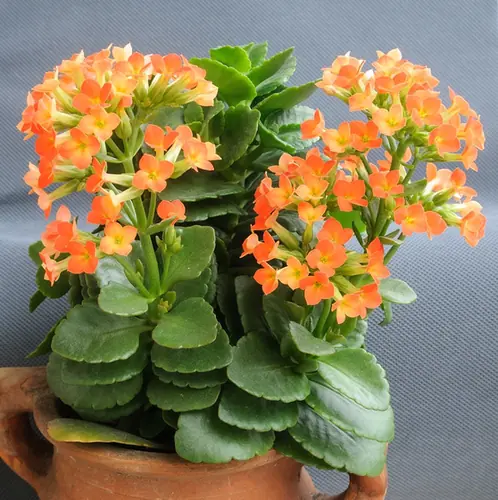 Kalanchoe blossfeldiana — port de la plante