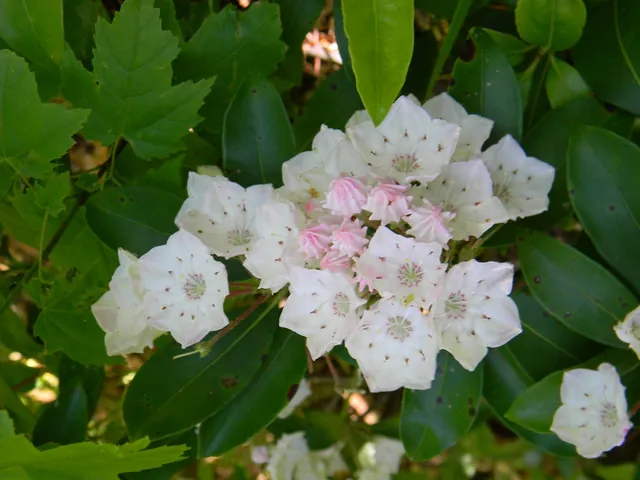 Kalmia latifolia — photographie botanique