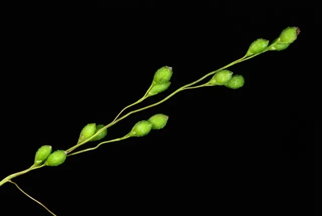 Kellochloa verrucosa — fruits