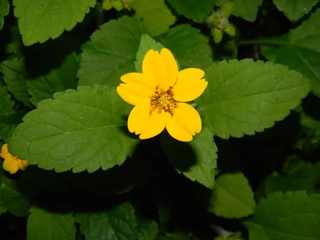 Kerria japonica — floraison