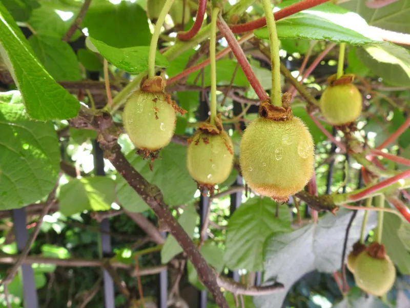 Kiwi — Actinidia deliciosa