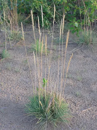 Koeleria glauca — floraison