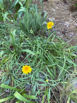 Krigia dandelion — port de la plante
