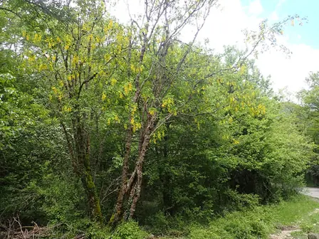 Laburnum anagyroides — port de la plante