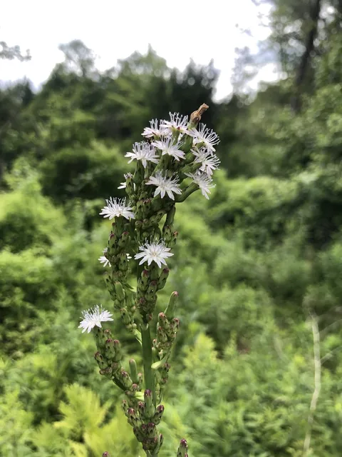 Lactuca biennis — floraison