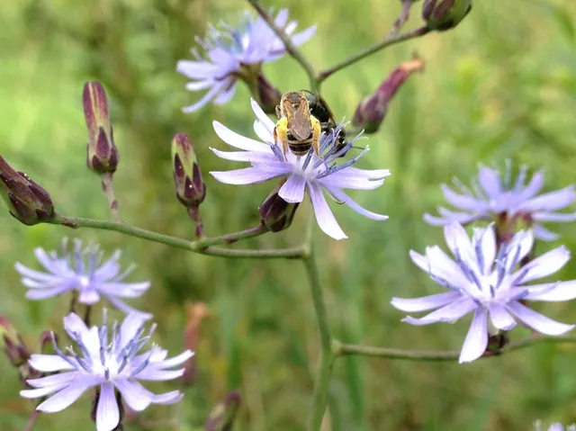 Lactuca floridana — floraison