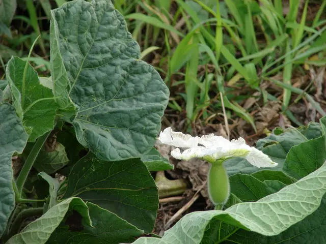 Lagenaria siceraria — floraison