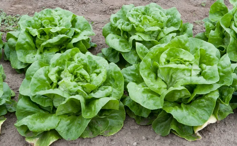 Laitue — Lactuca sativa