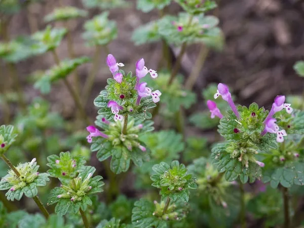 Lamium amplexicaule — floraison