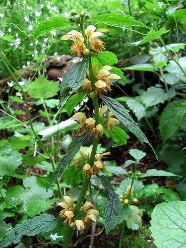 Lamium galeobdolon — photographie botanique
