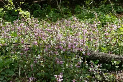 Lamium maculatum — photographie botanique