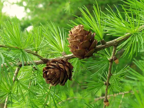 Larix decidua — feuillage