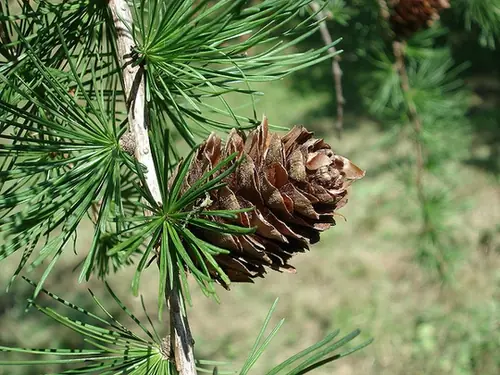 Larix kaempferi — photographie botanique