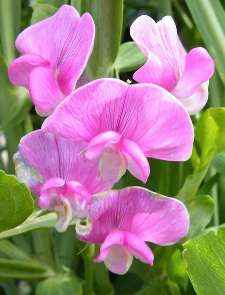 Lathyrus latifolius — photographie botanique