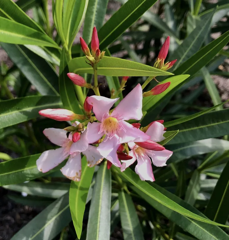 Laurier-rose — Nerium oleander