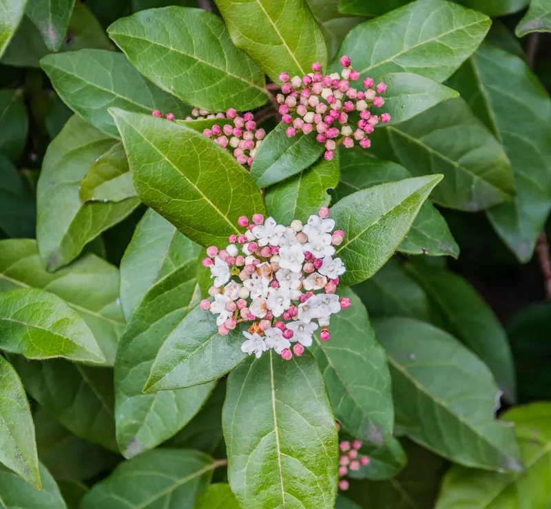 Laurier-tin — Viburnum tinus