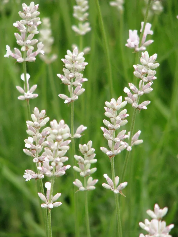 Lavande Rosea — Lavandula 'Rosea'