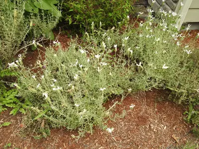 Lavandula stoechas — port de la plante