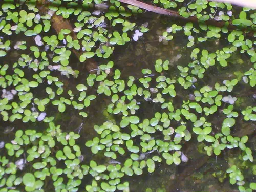 Lemna perpusilla — port de la plante