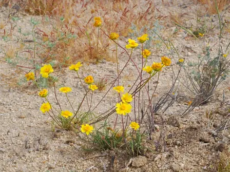 Leptosyne californica — port de la plante