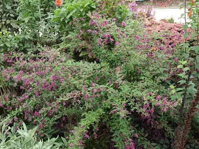 Lespedeza bicolor — port de la plante