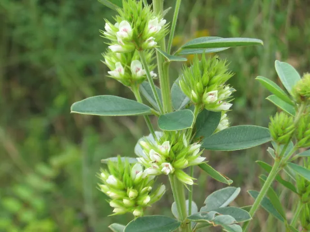 Lespedeza capitata — floraison