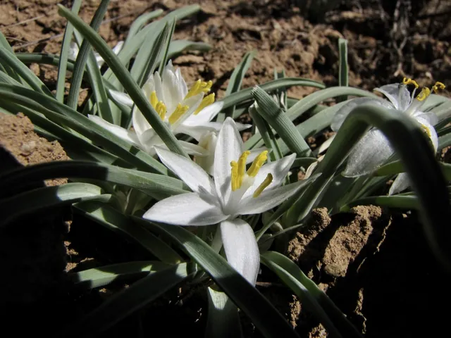 Leucocrinum montanum — floraison
