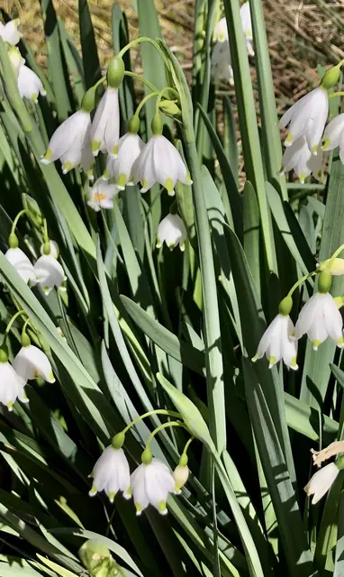 Leucojum aestivum — floraison