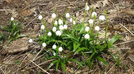 Leucojum vernum — port de la plante
