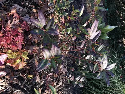 Leucothoe axillaris — port de la plante