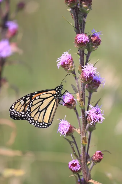 Liatris aspera — floraison