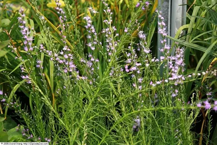 Liatris microcephala — port de la plante